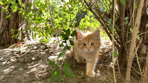 Ferocious Feline Stalks It's Prey In The Wild