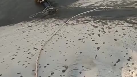 Saving a Helpless Dog