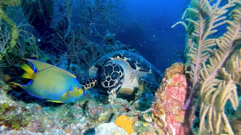 Tartaruga marinha ameaçada compartilha refeição com belos peixes de ângulo rainha