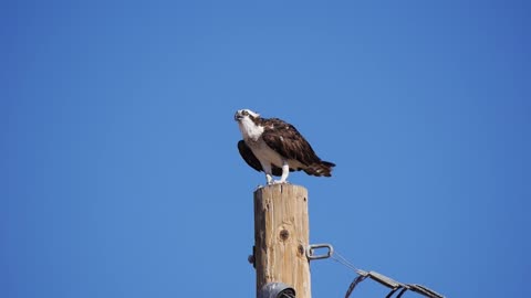 Osprey Calls