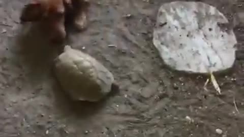 Just a Dachshund and Tortoise Playing Soccer