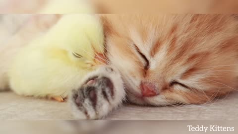 Kitten sleeps sweetly with the Chicken pro