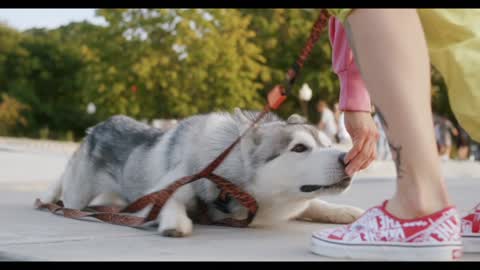 A Dog Lying on the Ground