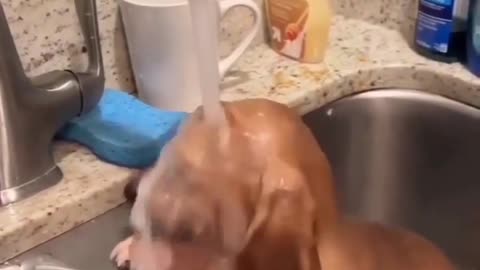 Cute dog taking a bath in the sink