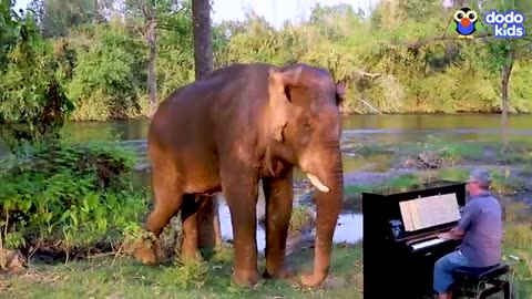 Elephant ask rescuer to play piano thems