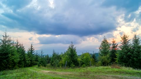 Yellow sunset over the pine forest