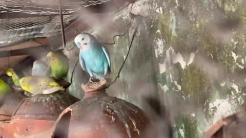 Budgies For Love