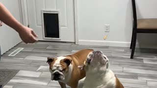 Slow Motion Doggie Snack Fix