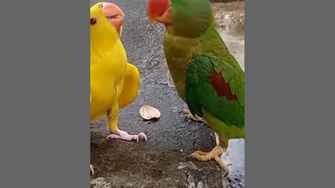 Ringnecks Talk and Dance with Each Other || ViralHog