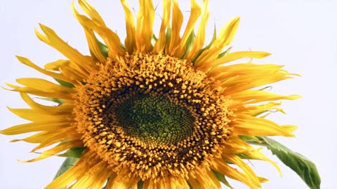 Sunflower opening time lapse. Filmed over 10 days