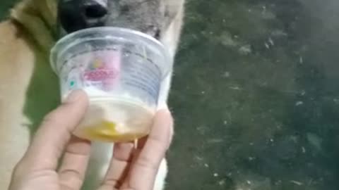 Hot summer make dog eating ice cream( funny )