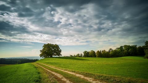 Tree Clouds Greenry Free stock footage