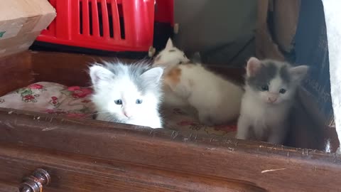 Cute Kittens and Their Mom