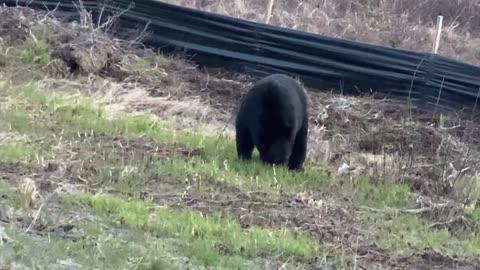 Black Bear on the Road