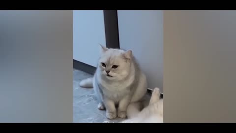 "Pawsitively Hilarious: The Funniest Cat Reactions Caught on Camera!"