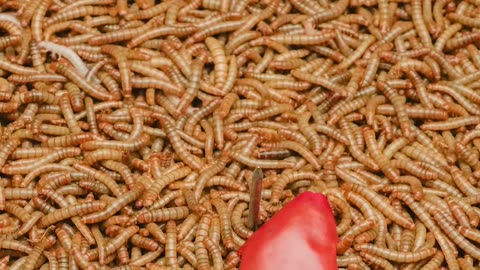 Timelapse 50 000 Mealworms versus Red Paprika shorts