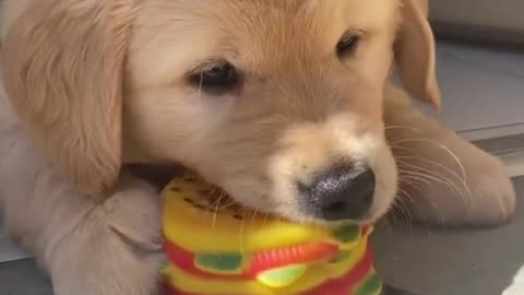 The puppy likes to play with his hamburger shaped toy