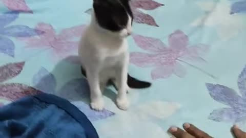 camera to shuru hone de meri maa🤣🤣🙏🙏 ক্যামেরা তো শুরু হোনে দে মেরি মা🤣🙏🤣🙏🤣#cat #kids #shorts