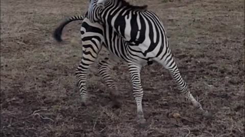 Marty the Zebra Chases Tail