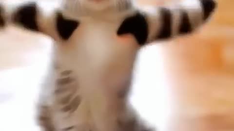 Cute_Cat_Dance_😺#