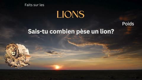 Fait sur le Lion 2 - Sais-tu combien pèse un lion?