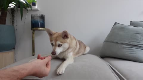 TALKING MINI HUSKY Rates PEACHES After Taste Test | Alaskan Klee Kai