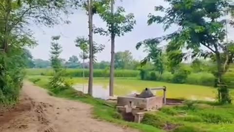 Very Beautiful Village Scene Of Pakistan | Village Beauty | Charms of Nature