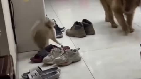 Cat vs dogy dogy