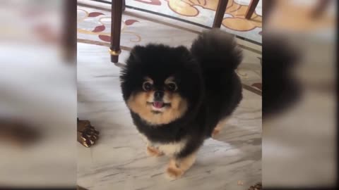 This adorable dog video make you day