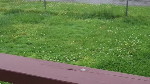 Rain sounds in my front yard