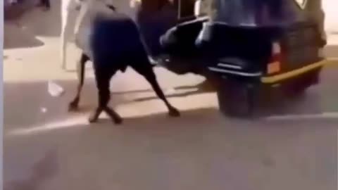 Bull Fight in Raksha car 🤑😀😃😀