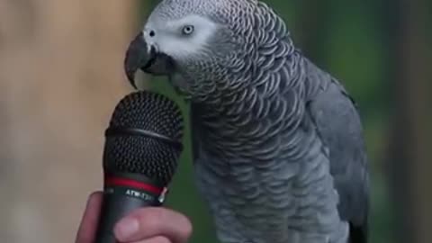 The parrot who speaks everything his boss says he also says