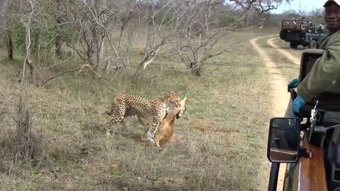 Leopard suddenly attacked and killed the chinkara (daer)