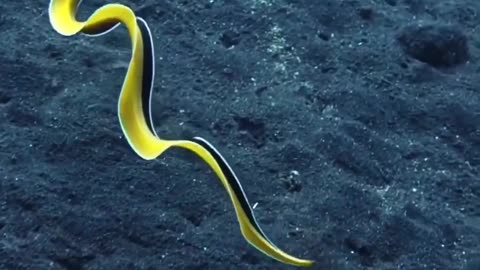 "The Enchanting Elegance of Ribbon Eels: Nature's Underwater Masterpieces"