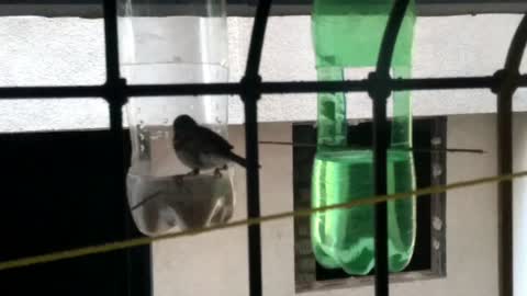 Bird Water and Food Feeder Made From Water Bottles