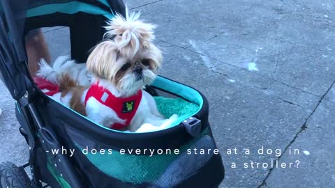 hih tzu puppy's quick morning walk in San Francisco