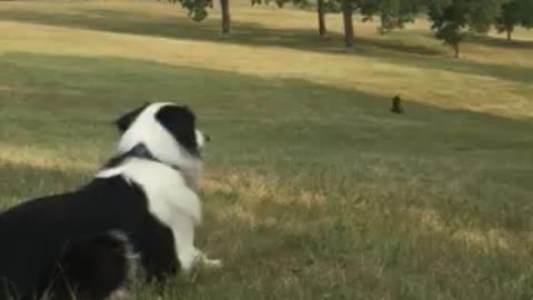 Intense dog stare-down and play!