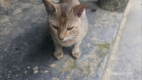 Beautiful cat in my House