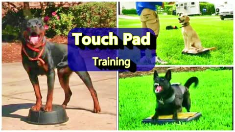 Everyone needs this Dog training skill! Touchpad training pad