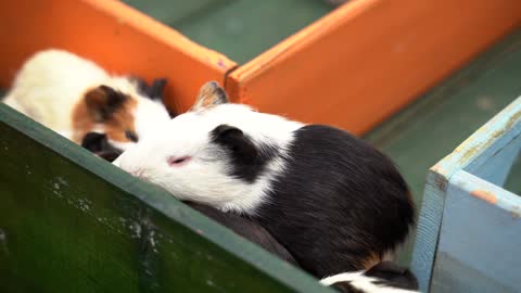 A cute hamster