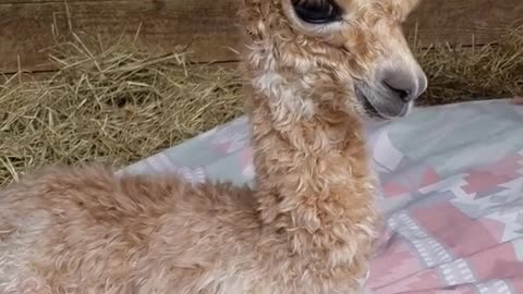 baby alpaca are called cute as hell