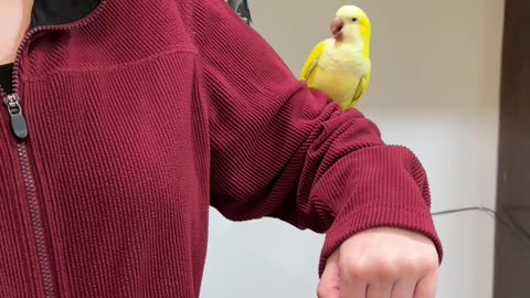 Quaker Parrots Love Their Assistant