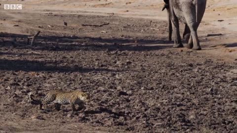 Leopard Learns How to Catch a Fish