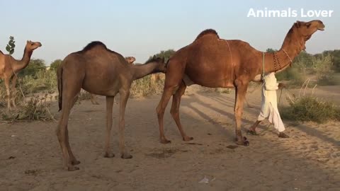 Camels Fast Running In Desert Area _ Beautiful camel in Pakistan