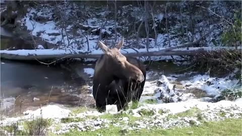 Nature's Most Lethal Animal Attacks (Leopards, Hippos, Elephants)