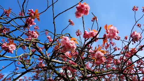 Sakura blooming