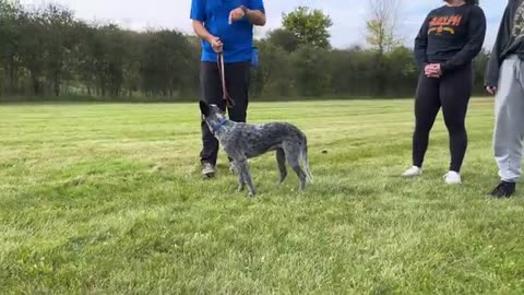 Easy to basic dog training