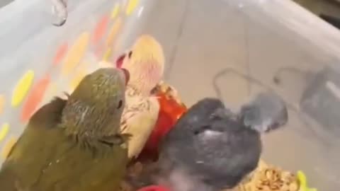 Parrot taking to his babies😍 oh my god such a nice scene