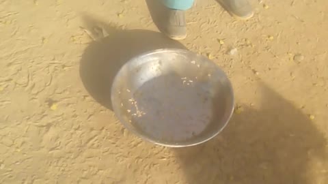 funny hens eating rice and children runing