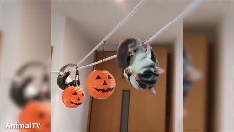 funny sugar gliders - flying